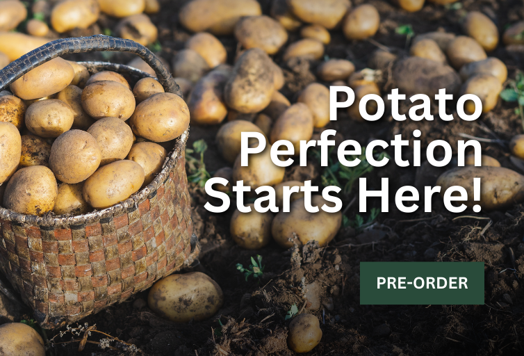 Seed Potatoes